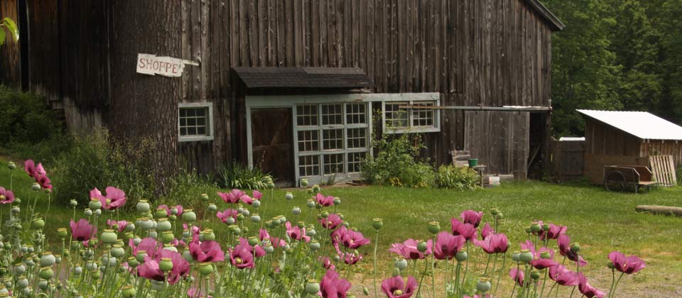 photo of earth's harvest farm barn